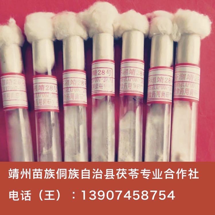 【靖州茯苓】首代茯苓母种-靖州苗族侗自治县茯苓专业合作社