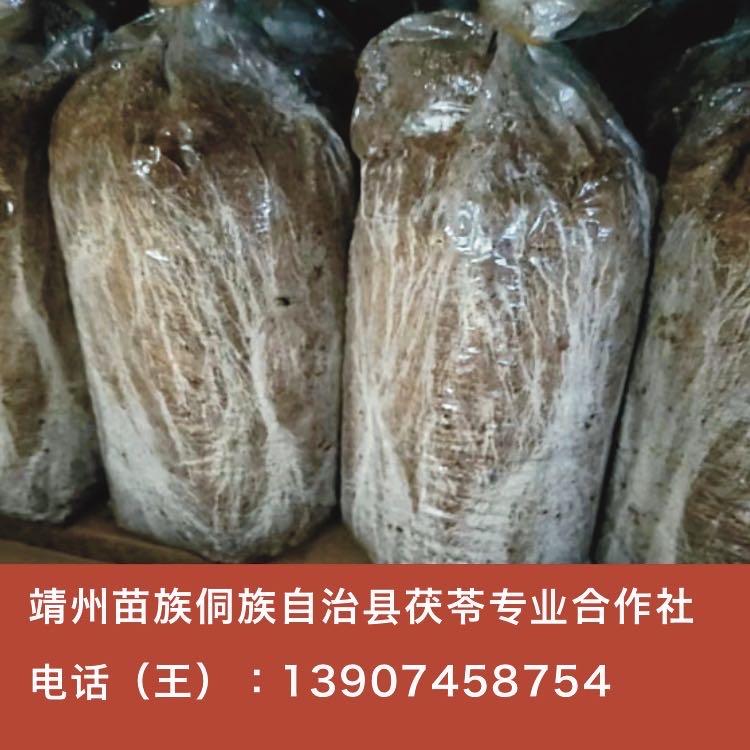 【靖州茯苓】二级茯苓菌种-靖州苗族侗自治县茯苓专业合作社