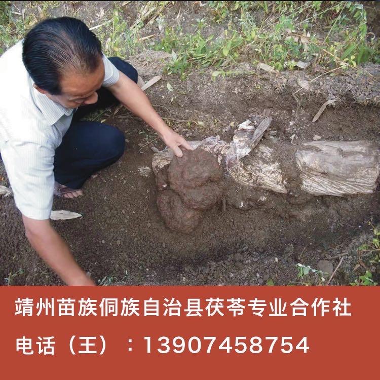 【靖州茯苓】代料栽培技术-靖州苗族侗自治县茯苓专业合作社