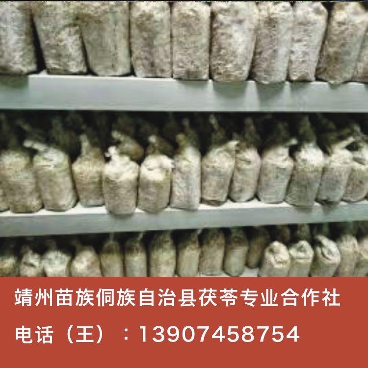 【靖州茯苓】三级种（栽培种）-靖州苗族侗自治县茯苓专业合作社