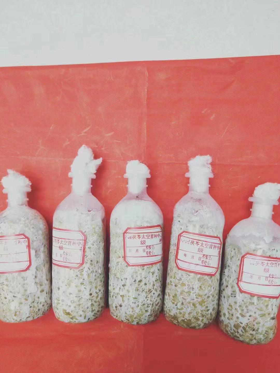 【靖州茯苓】神舟十号太空一级茯苓菌种（培育用）-靖州苗族侗自治县茯苓专业合作社